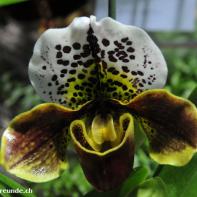 Orchideen Ausstellung in der Orangerie Elfenau 043.jpg